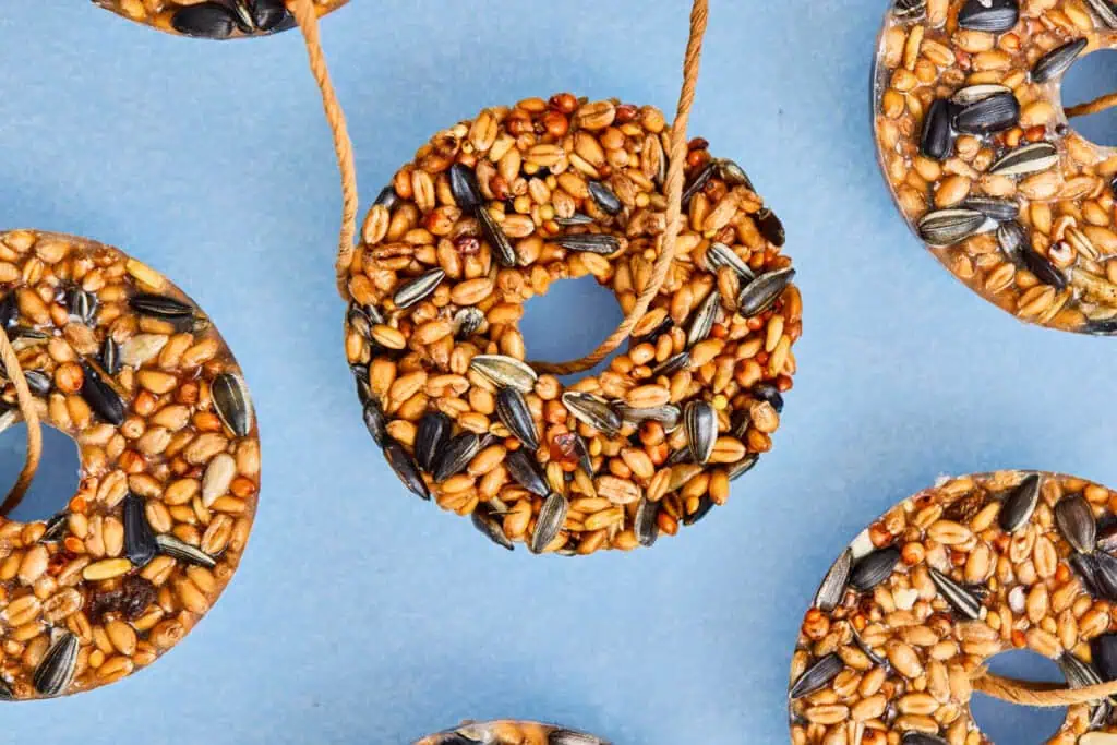 DIY craft bird feeder seed ornaments flat lay with mixed birdseed and hanging string loops.